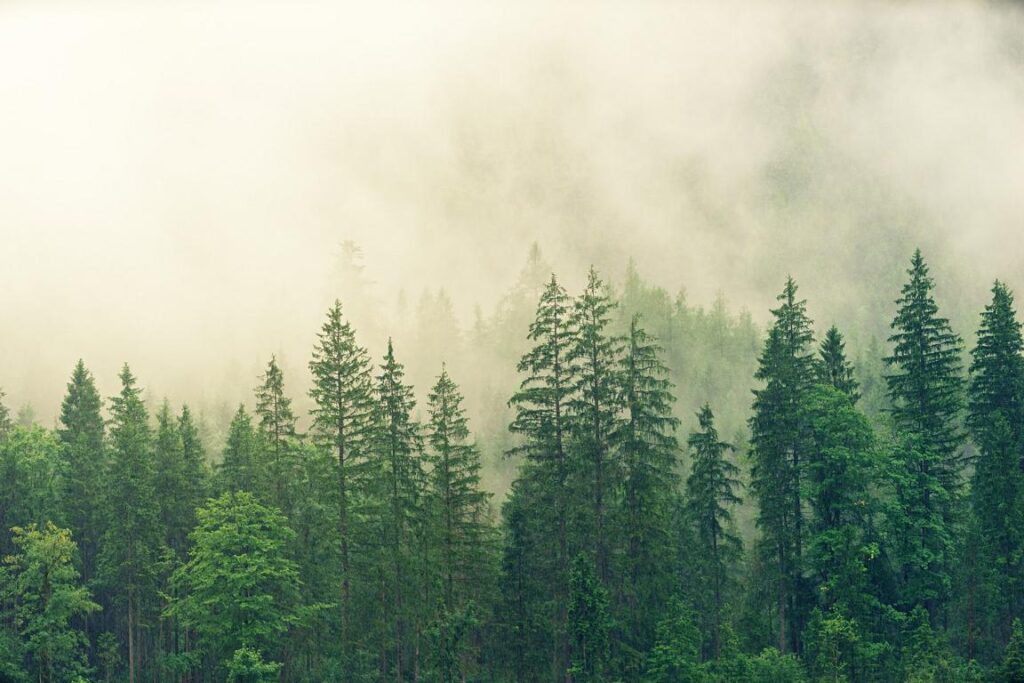 Wald im Nebel, Nikin pflanzt Bäume